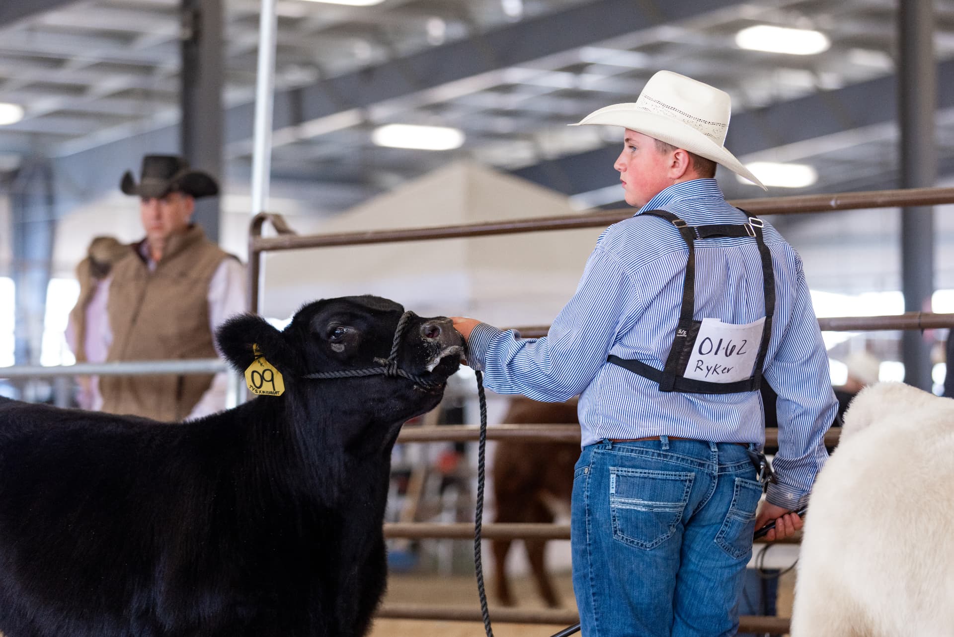 Showman holding his black steer prospect at the rail