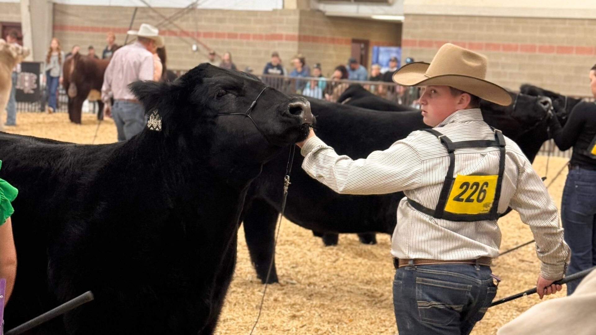 Young showman in number 226 setting up a black club calf