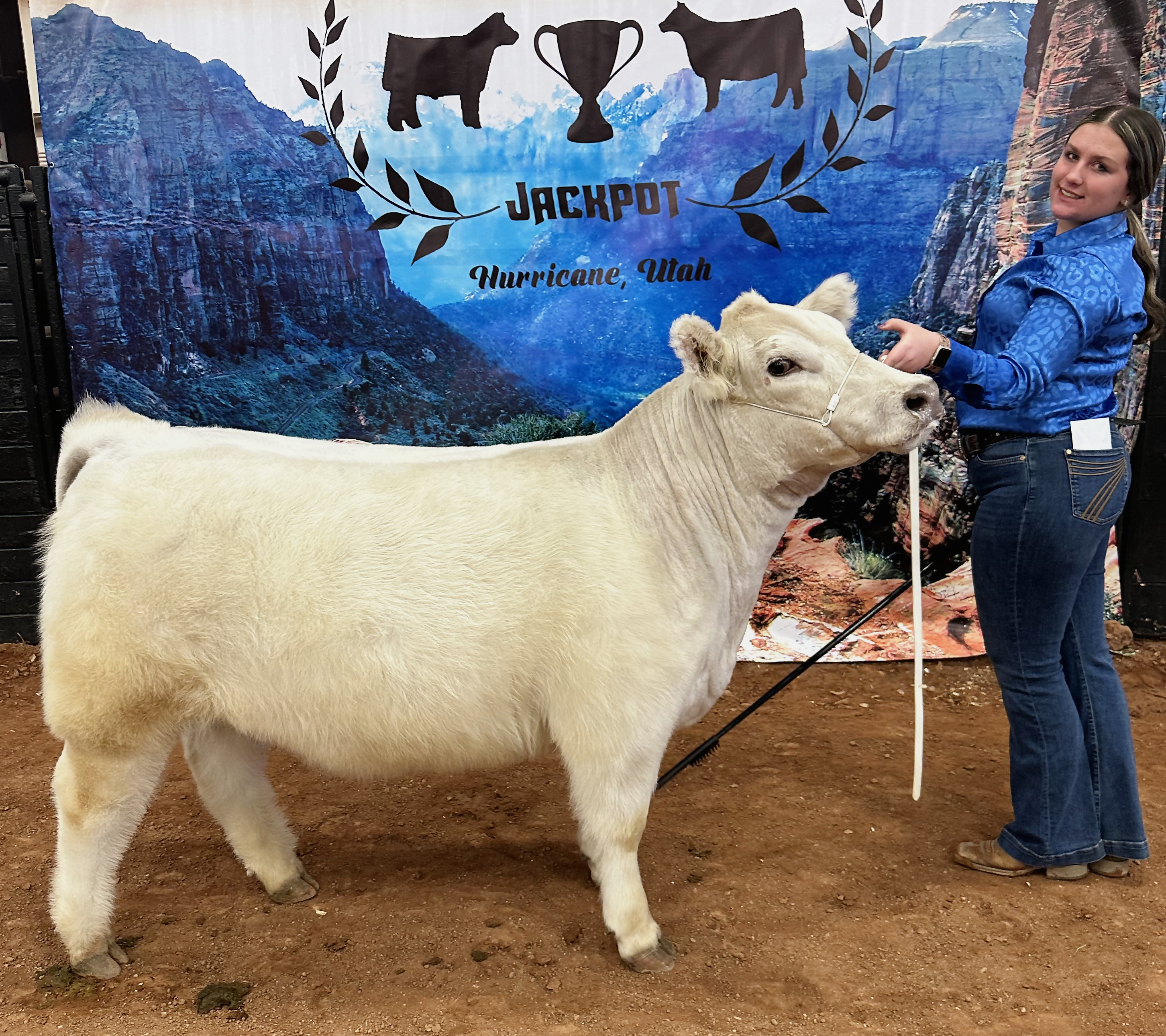 Kadence looking back at the camera beside her white show heifer at the Breeders Cup Jackpot in Hurricane, Utah