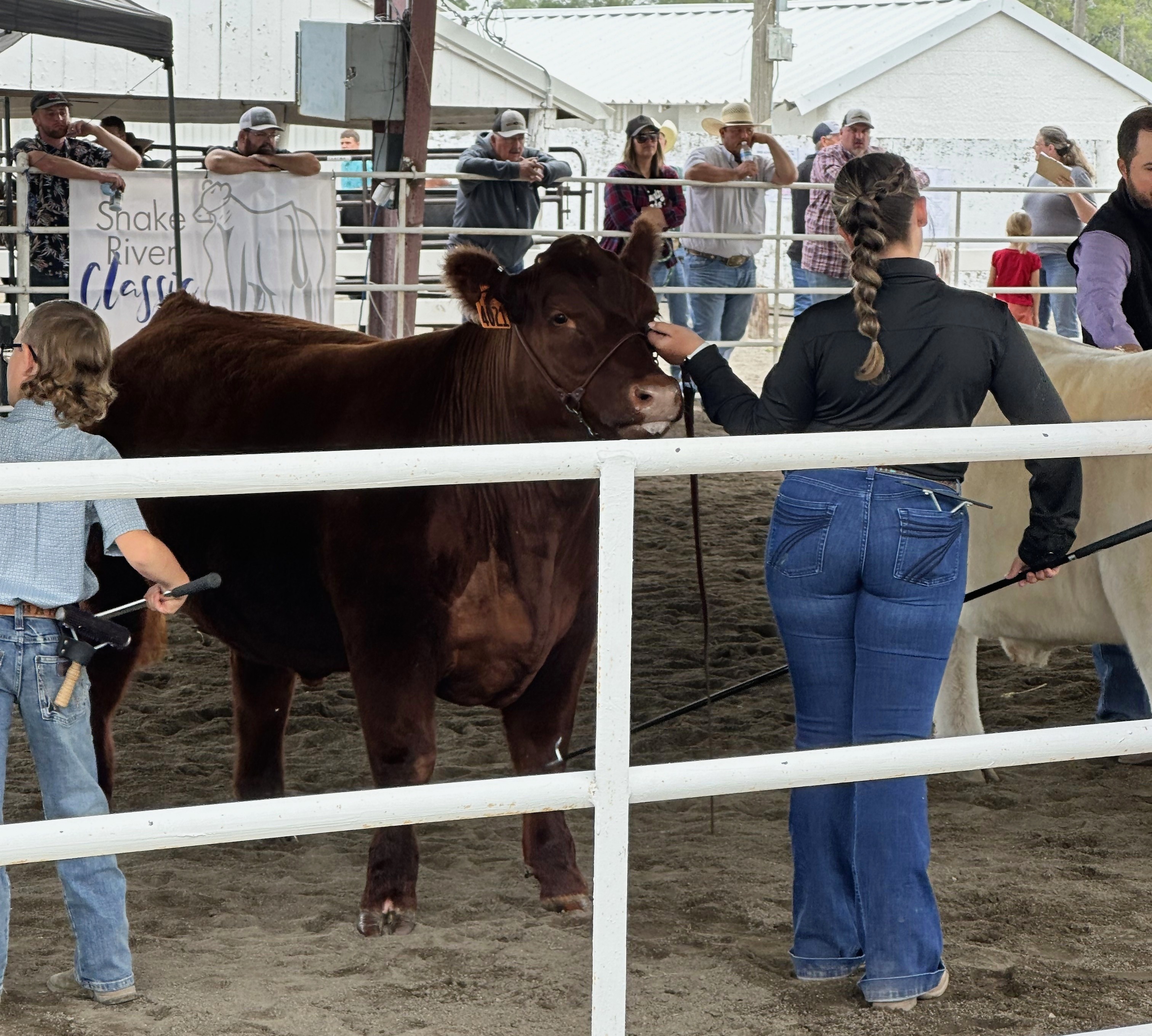 Kadence with her hair in a braid setting up a red steer at the Snake River Classic