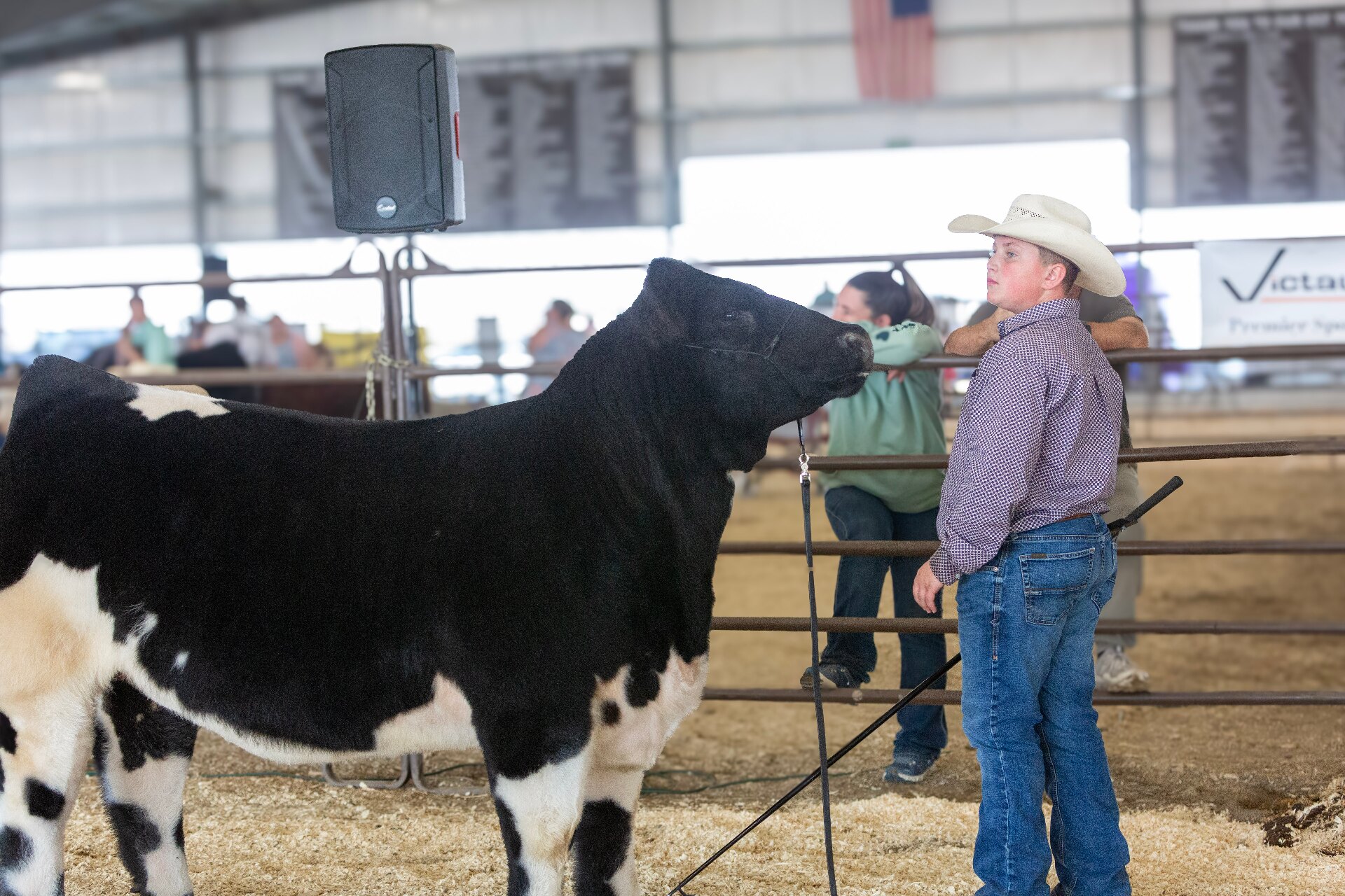 Bacardi — champion show heifer and donor female at RK Livestock