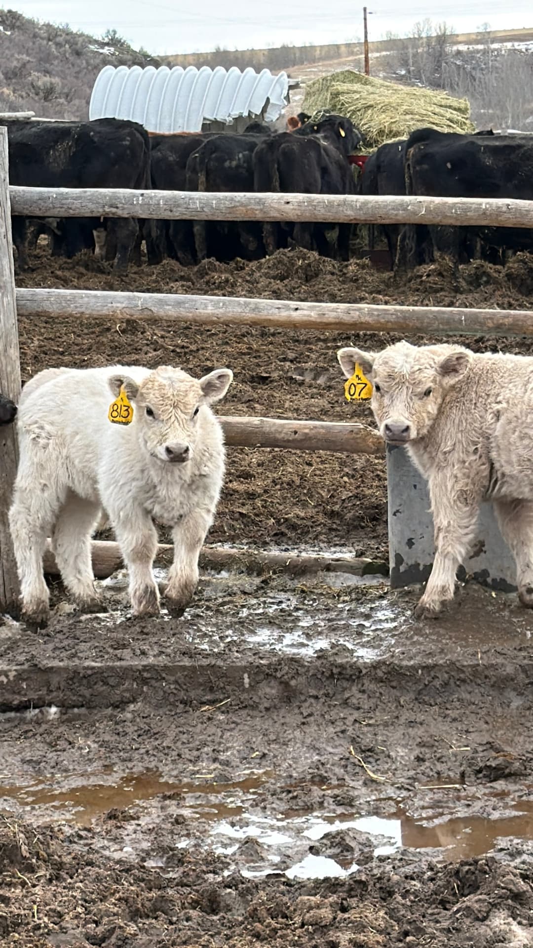 Cow and her new calf during calving season