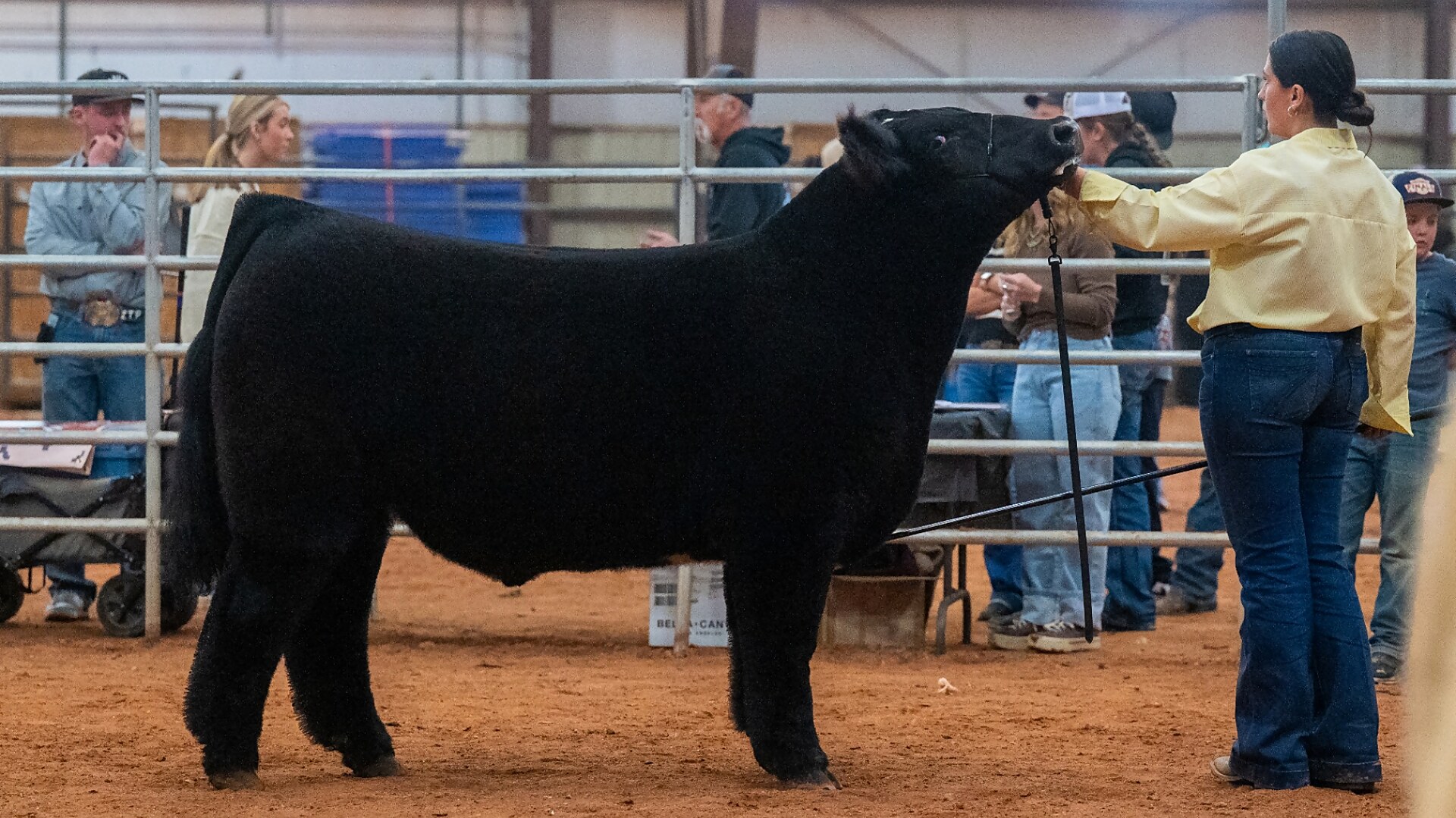Young handler in a yellow shirt setting up a black heifer along the arena rail