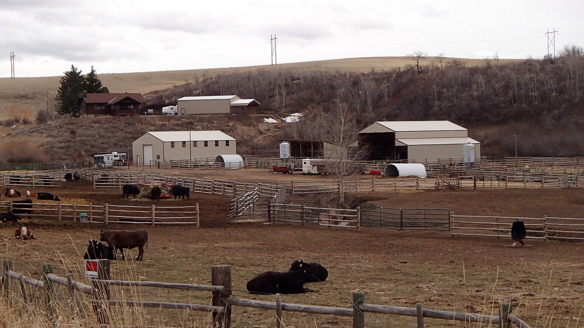 The RK Livestock ranchstead in winter, corrals full of cattle