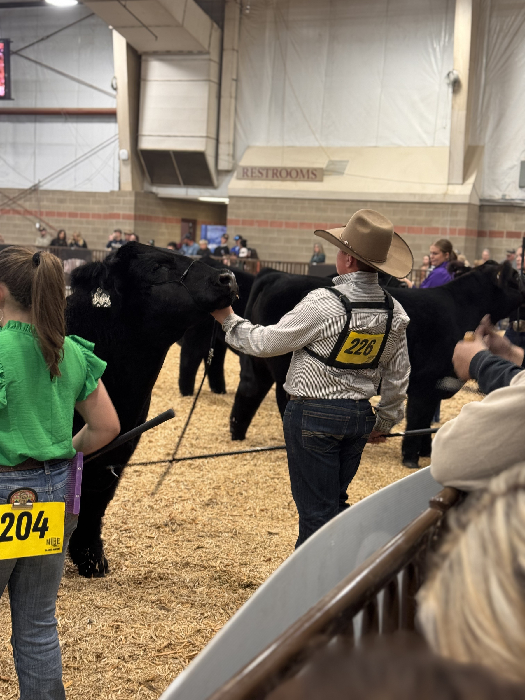 Two kids showing a black heifer in the ring at the Nile with competitor numbers on their backs