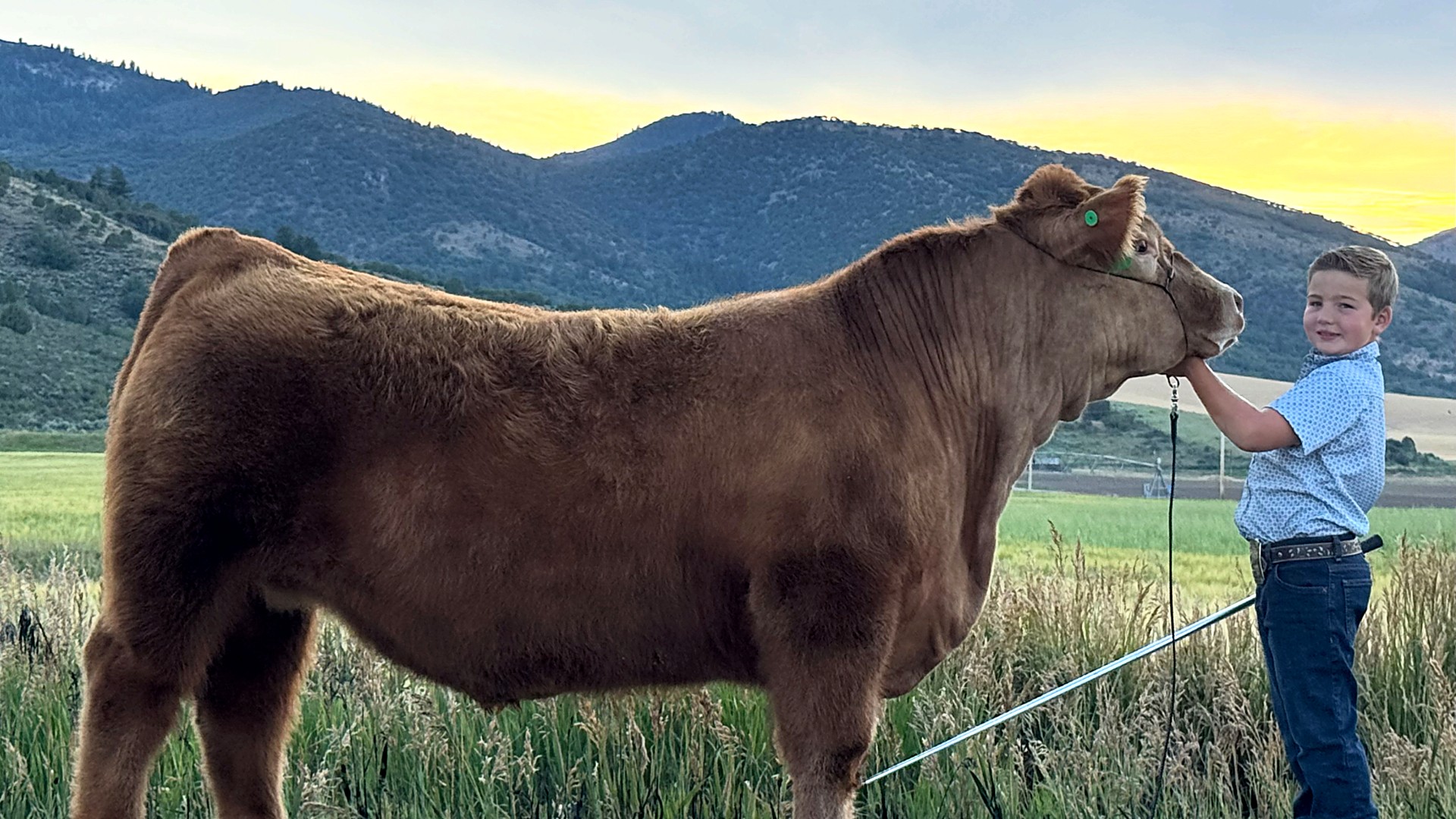 Red show steer posed in full side profile on the gravel road with a young showman