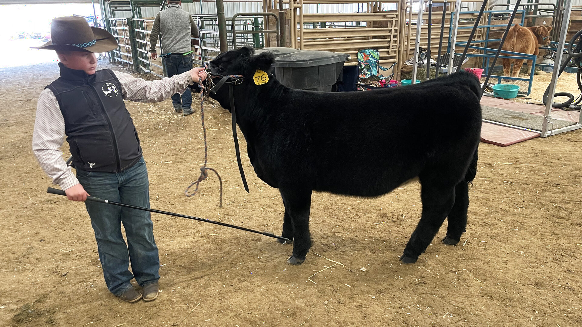 Young showman setting up a black club calf in the barn