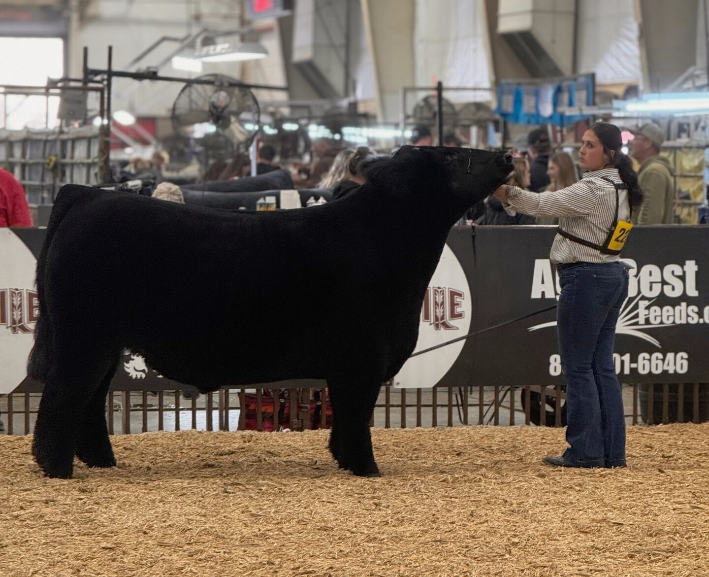 Kadence wearing show number 22 setting up her black show calf in front of the Ag Best Feeds banner