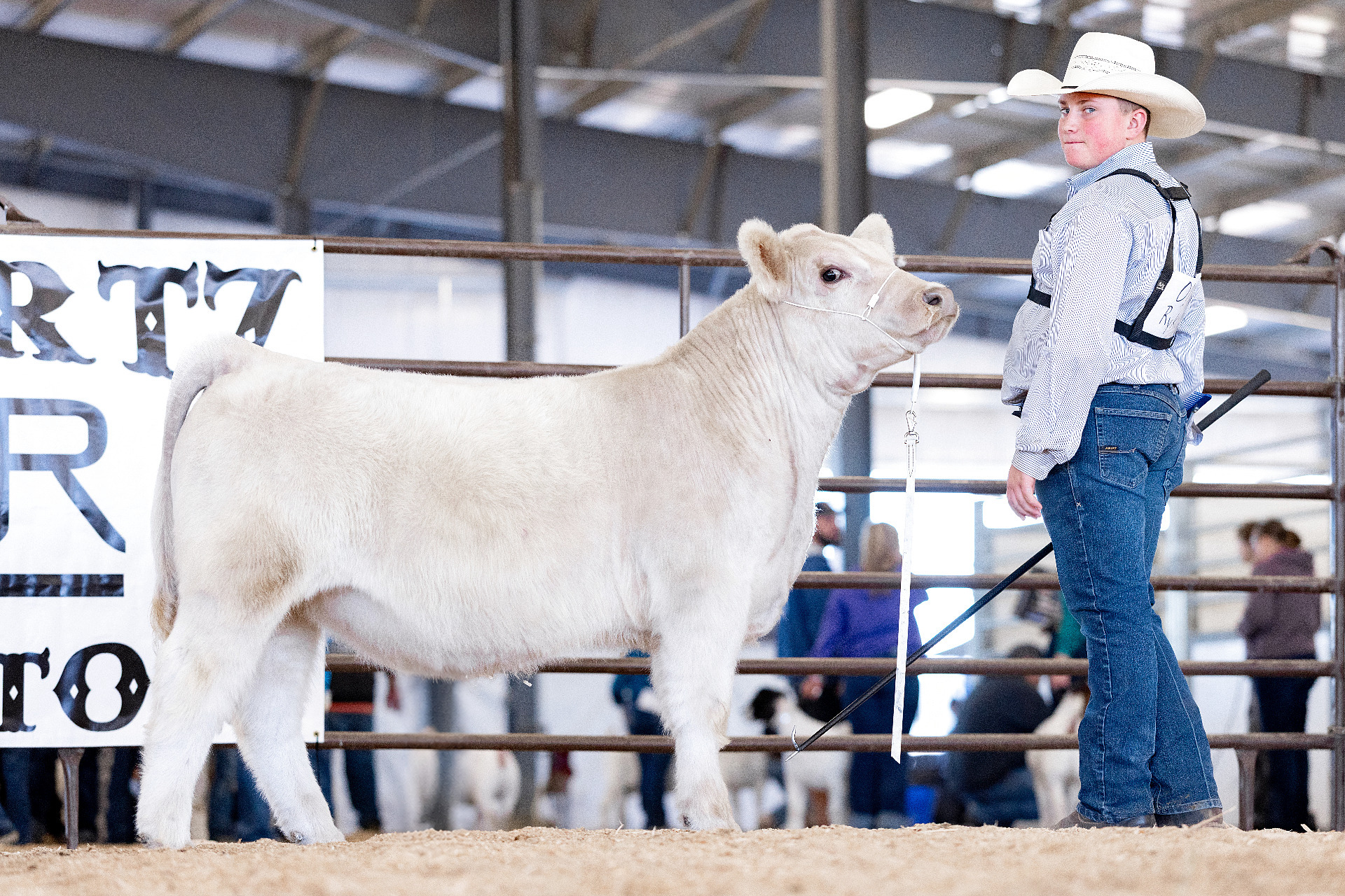 Club calf prospect at RK Livestock (2)