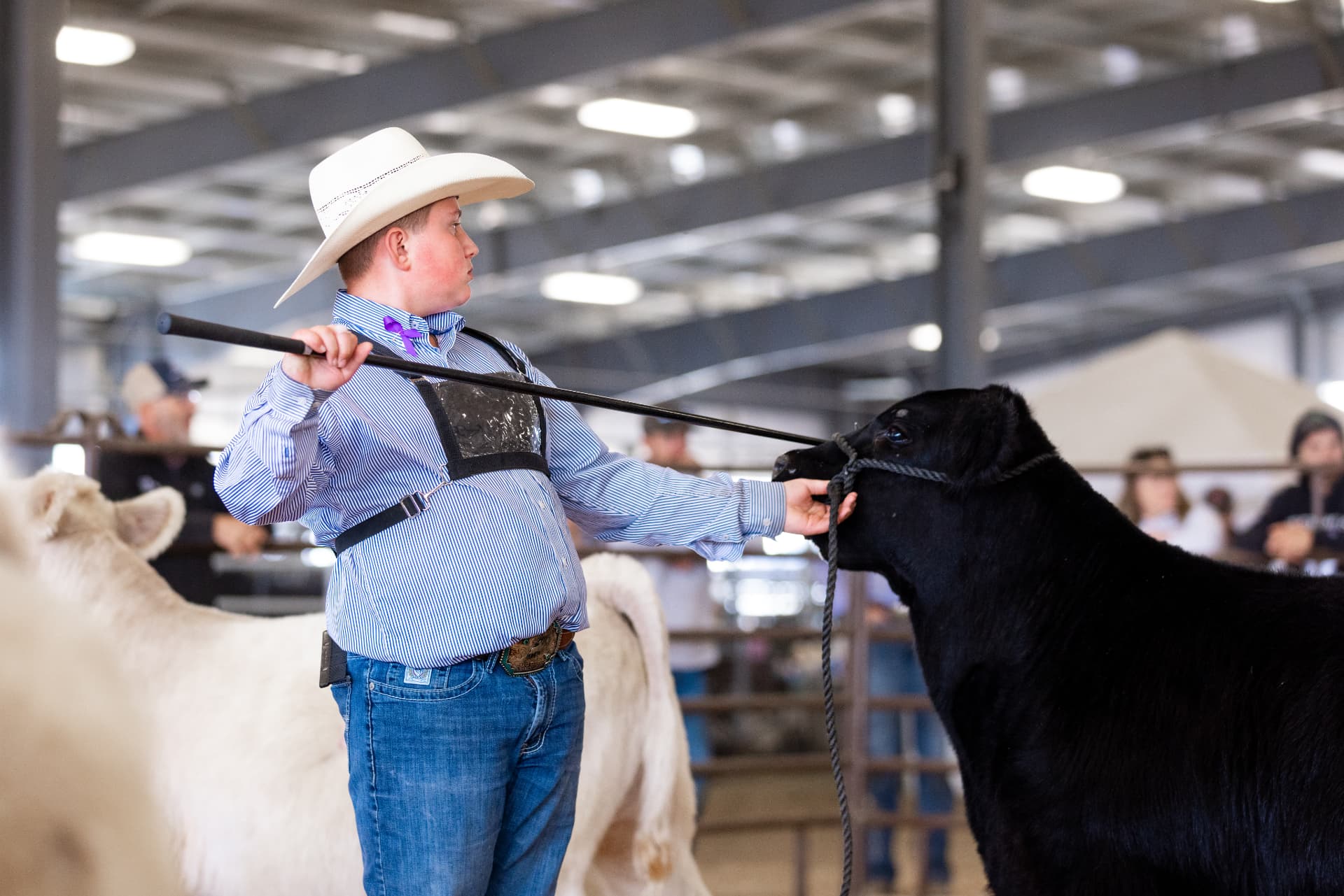 Showman in a cowboy hat pointing his show stick at a black steer