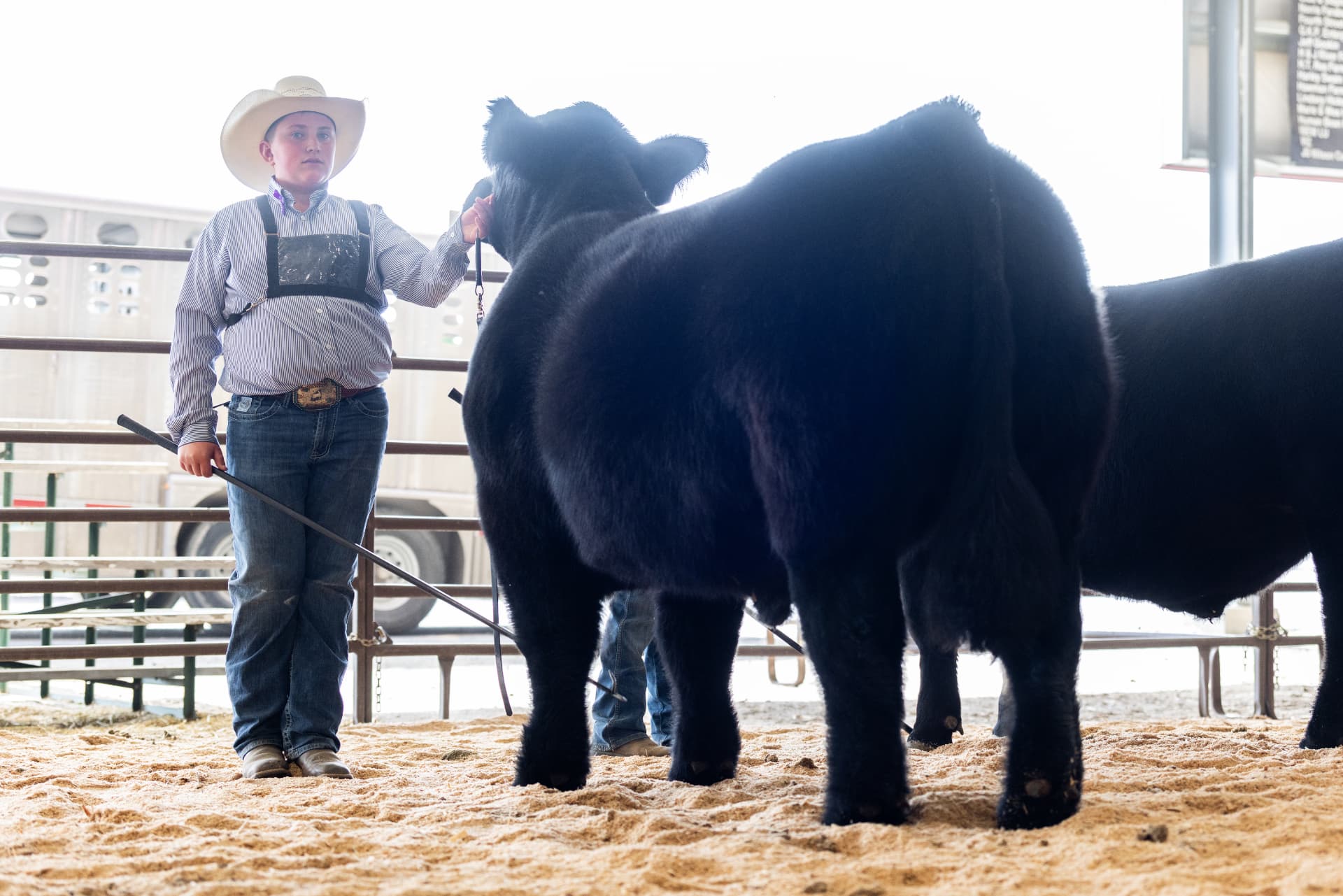 Young showman in a white cowboy hat with his black steer in the ring