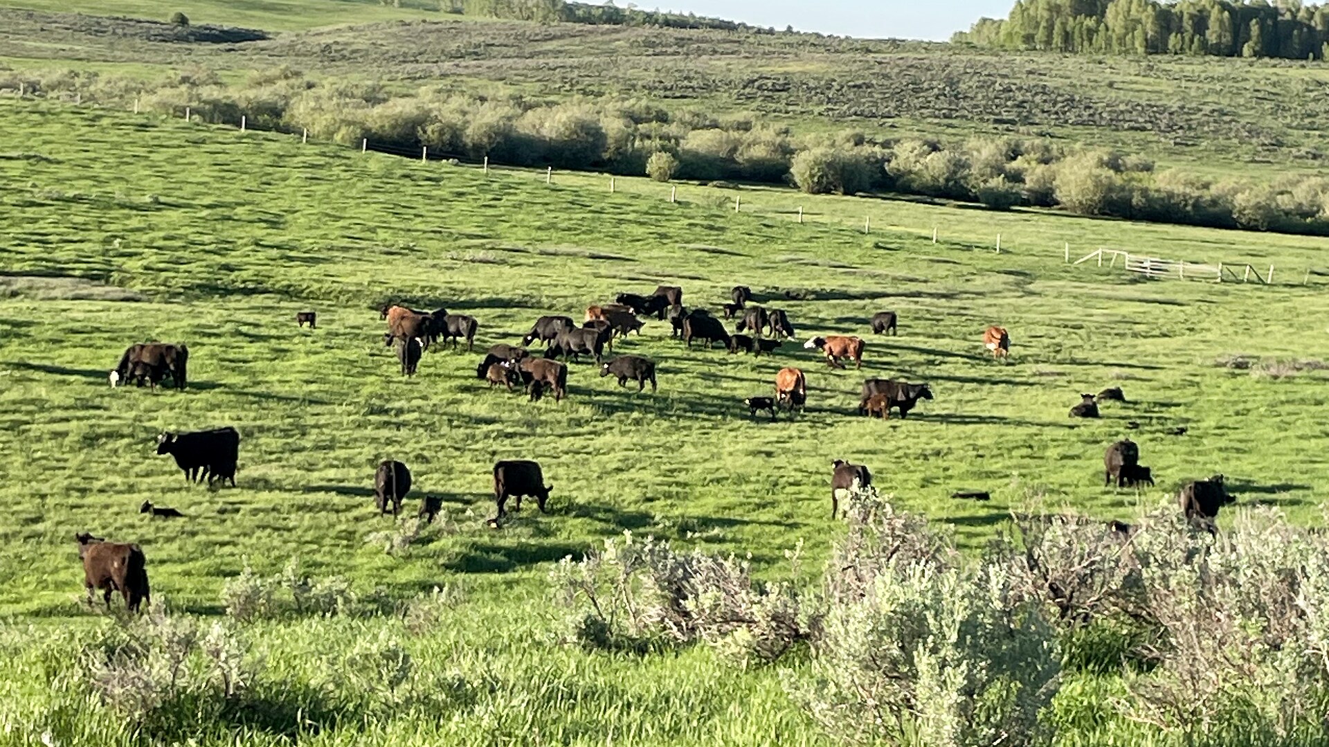 The herd grazing green summer pasture on the Idaho range