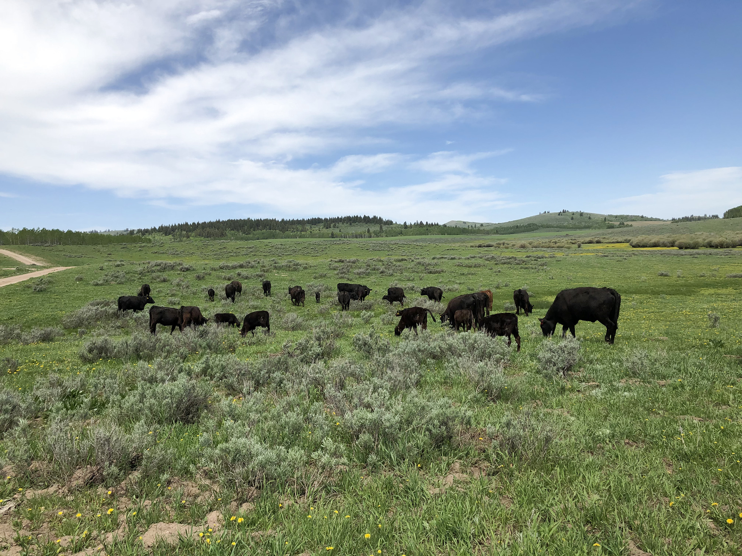 Black cattle spread across rolling green pasture beneath a blue sky