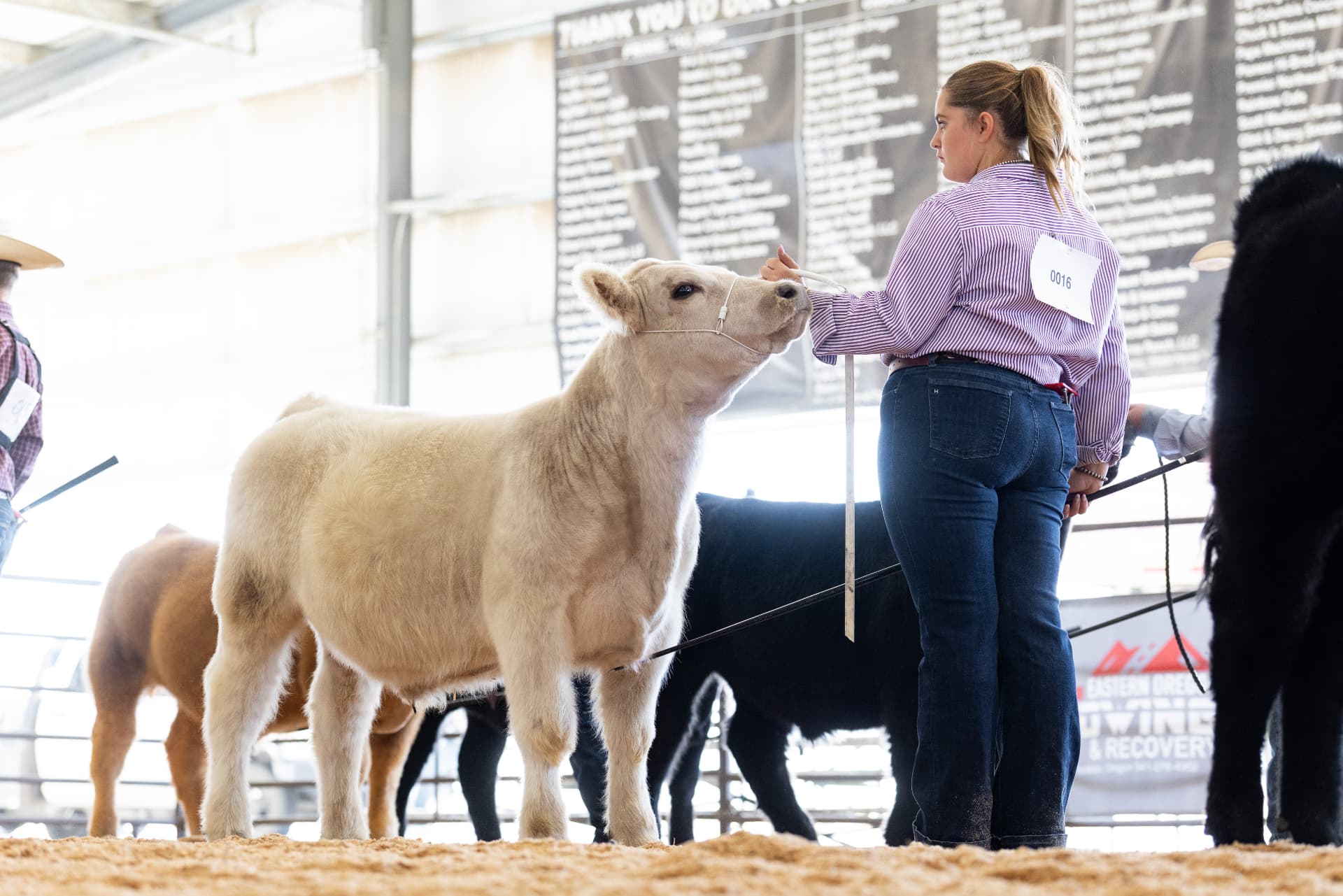 Showman in a purple striped shirt setting up her cream heifer at the rail