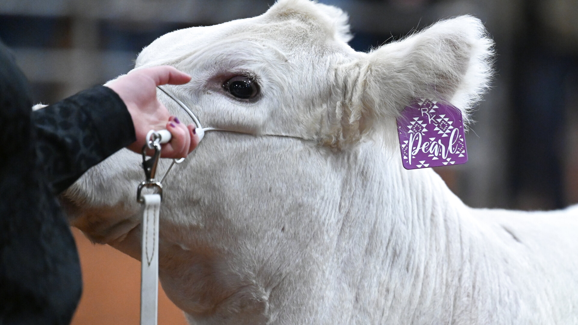 Close-up of Pearl the white heifer with her RK ear tag