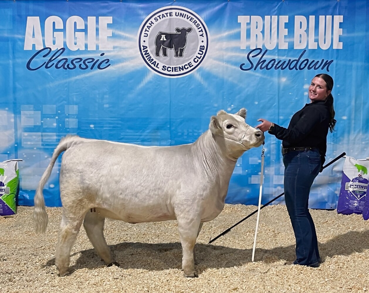 Kadence in a black show shirt setting up her white steer in front of the Aggie Classic and True Blue Showdown backdrop at Utah State