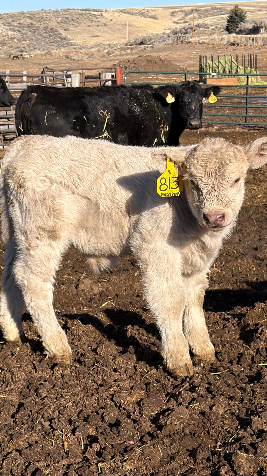 Calving season