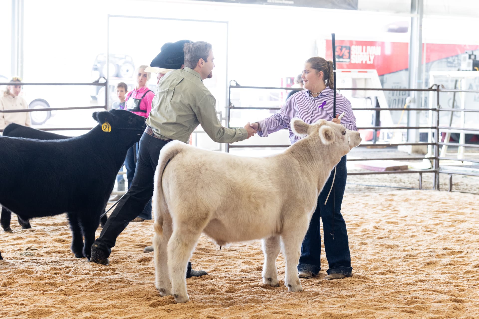 Showman shaking the judge's hand with her cream heifer after the class