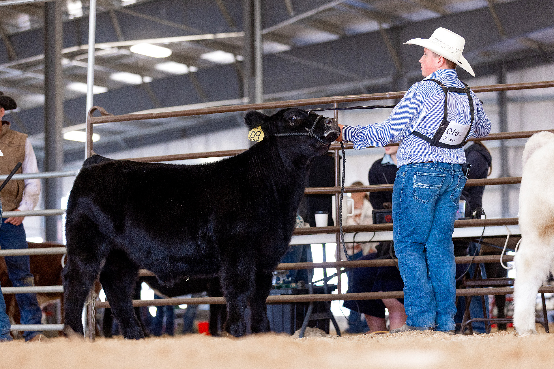Club calf prospect at RK Livestock (1)