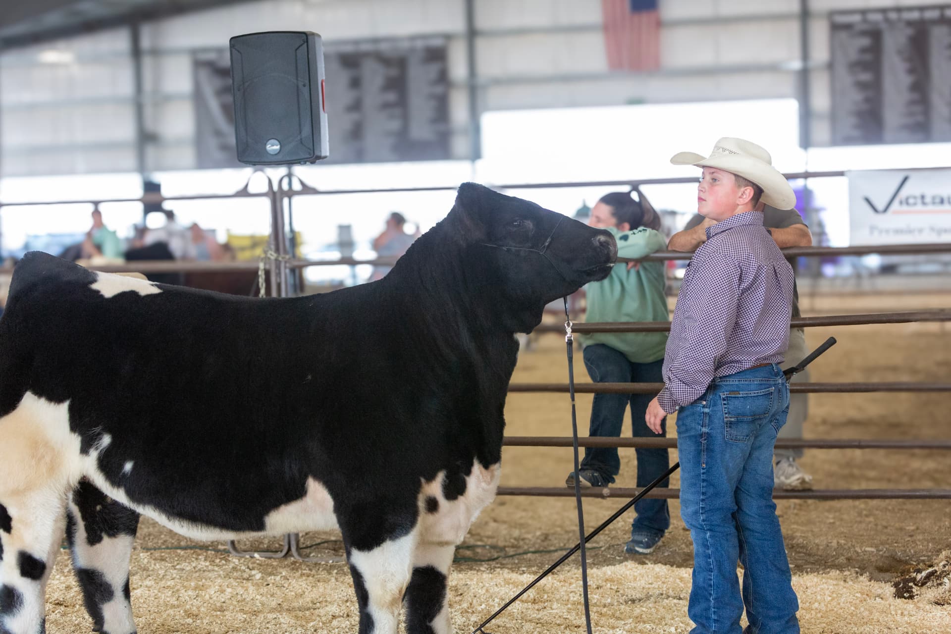 A young showman in a white hat setting up a black and white steer in the show ring