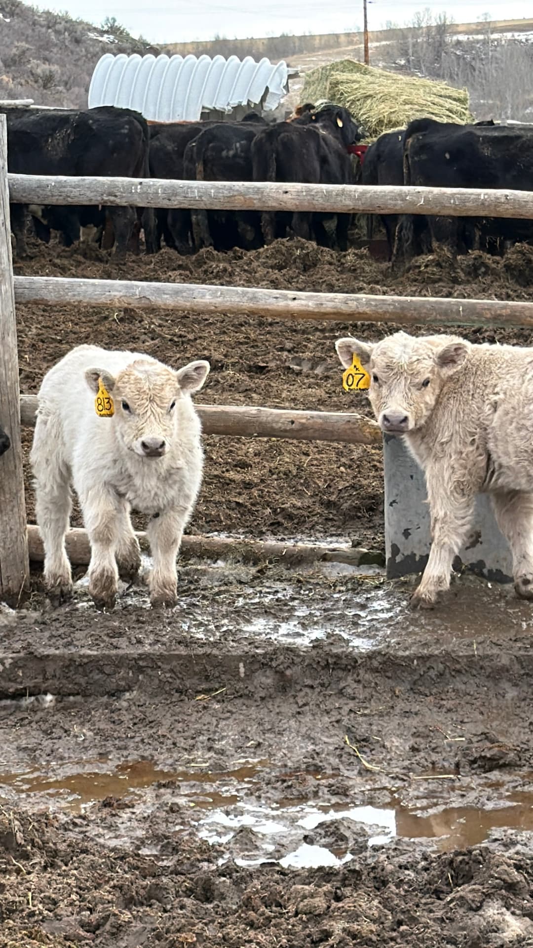 Young calf resting in fresh straw bedding