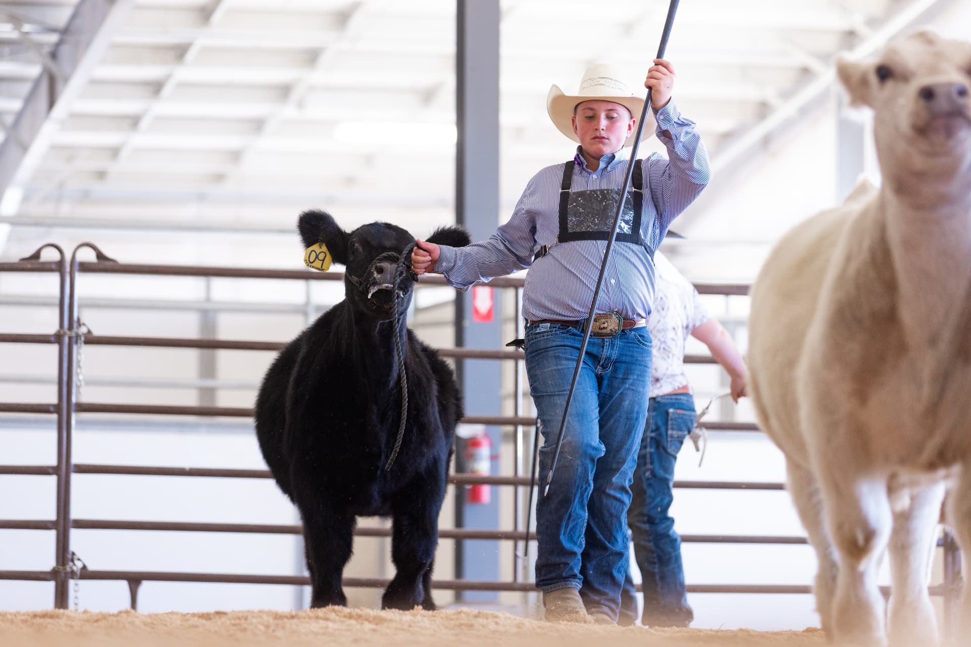 Showman walking a black steer through the show ring