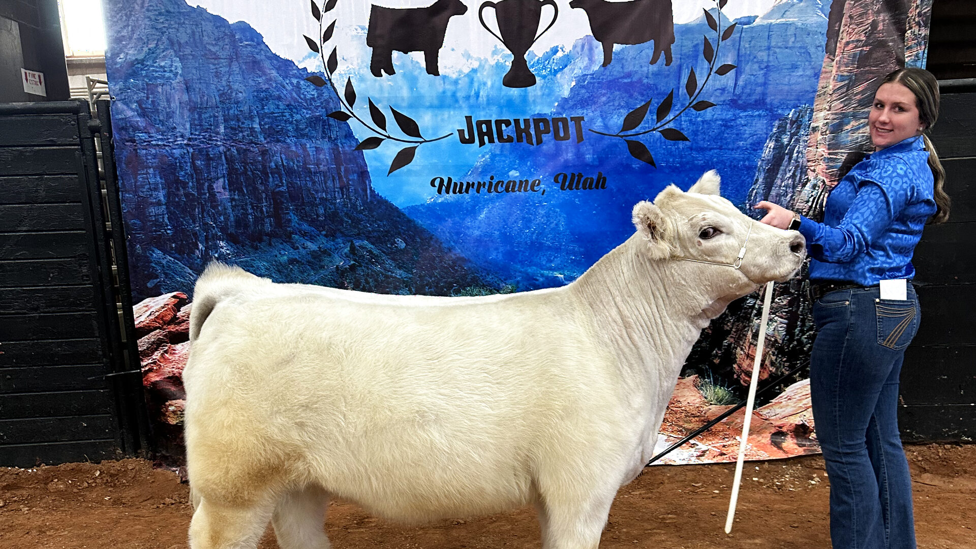 White heifer at the Breeders Cup Jackpot in Hurricane, Utah