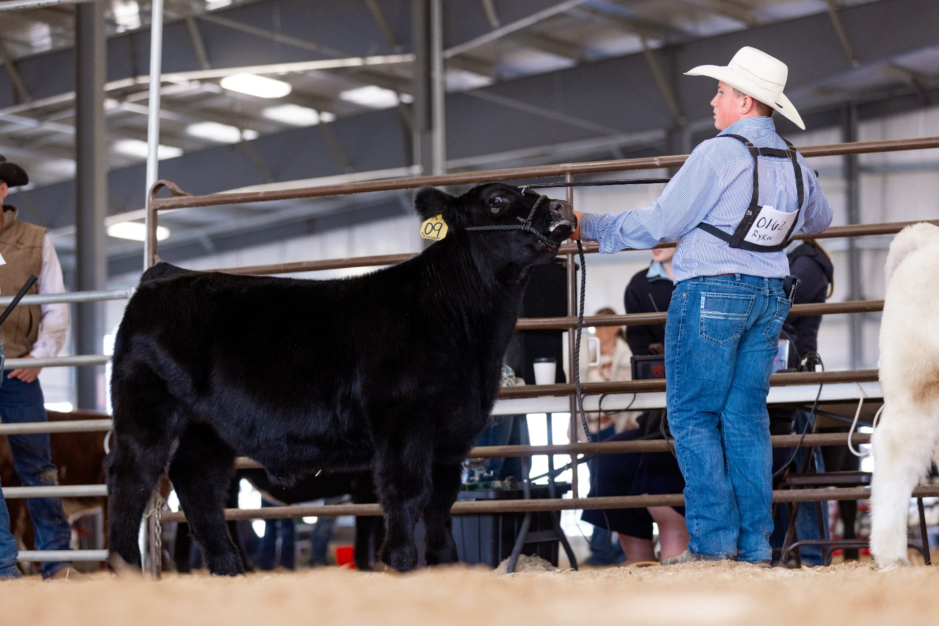 Showman bracing a black steer in front of the rail at a jackpot show