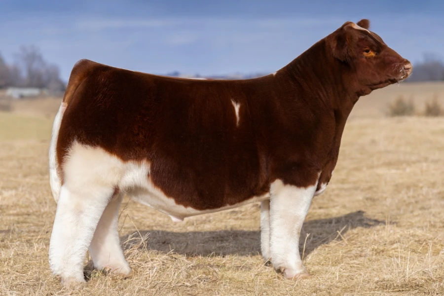 Red & White Delight — club calf sire at RK Livestock