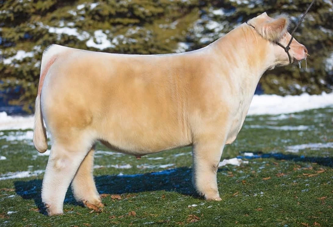 In God We Trust — club calf sire at RK Livestock