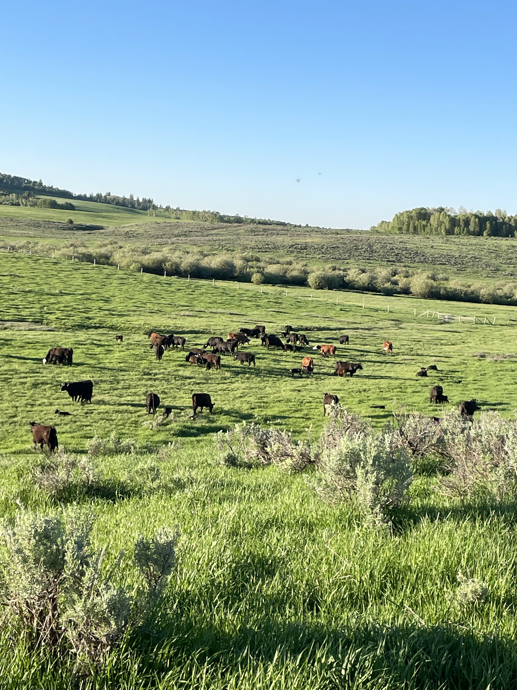 A wide hillside pasture with cattle grazing among sagebrush