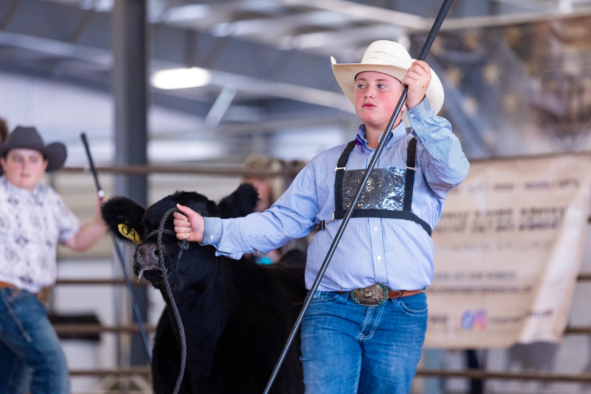 Showman in a cowboy hat walking his black club calf prospect in the ring