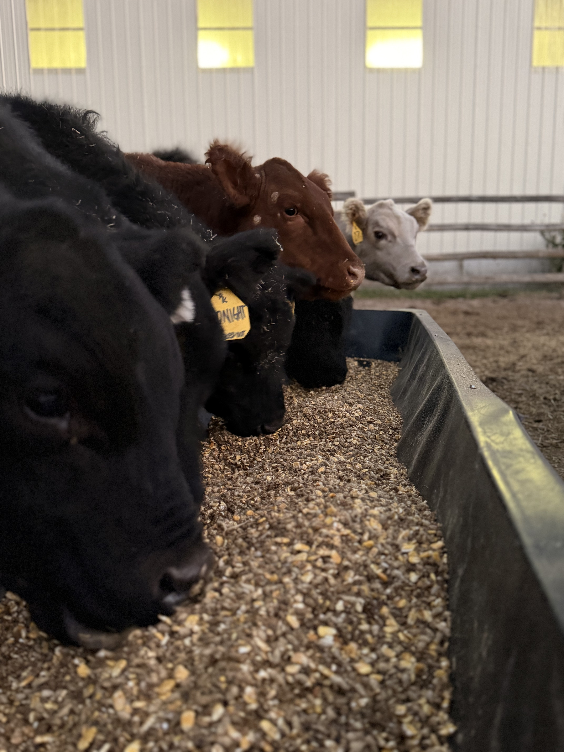 Club calf prospects at the feed bunk, one ear-tagged Midnight