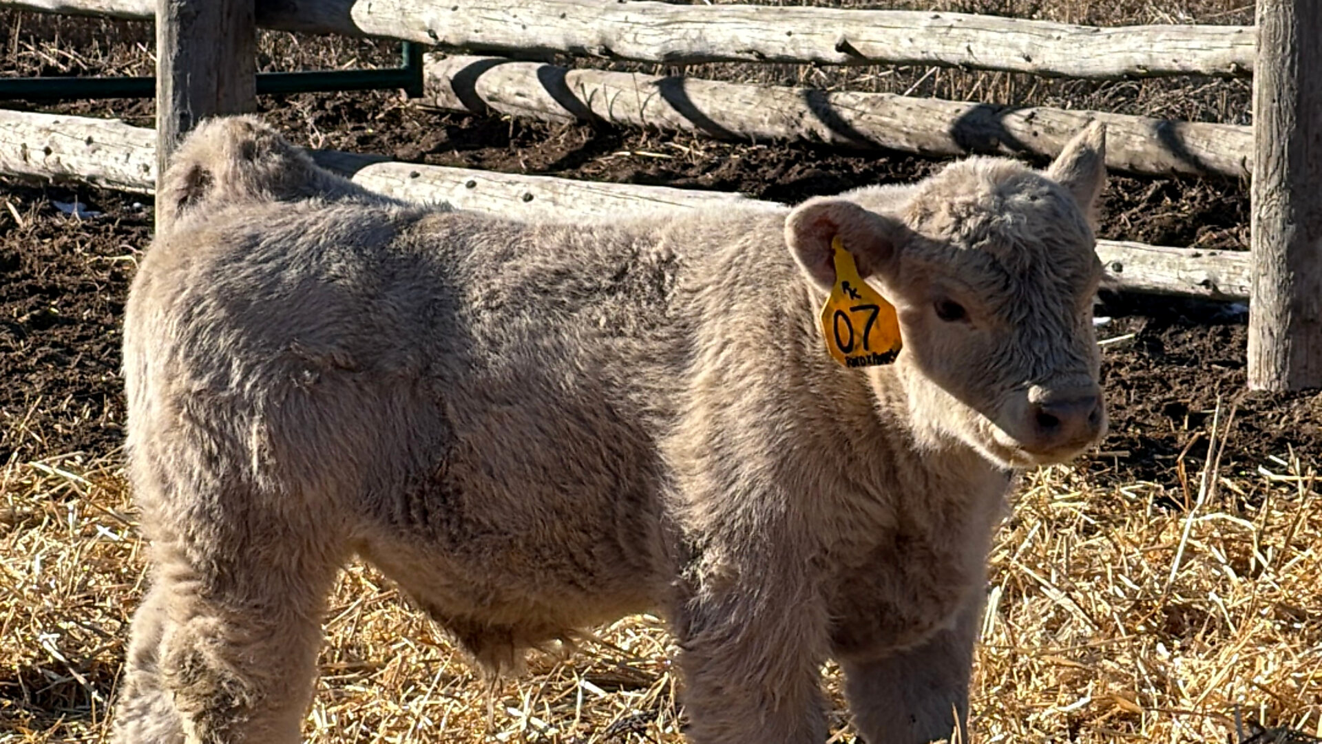 Fuzzy cream calf with ear tag 07 standing in fresh straw