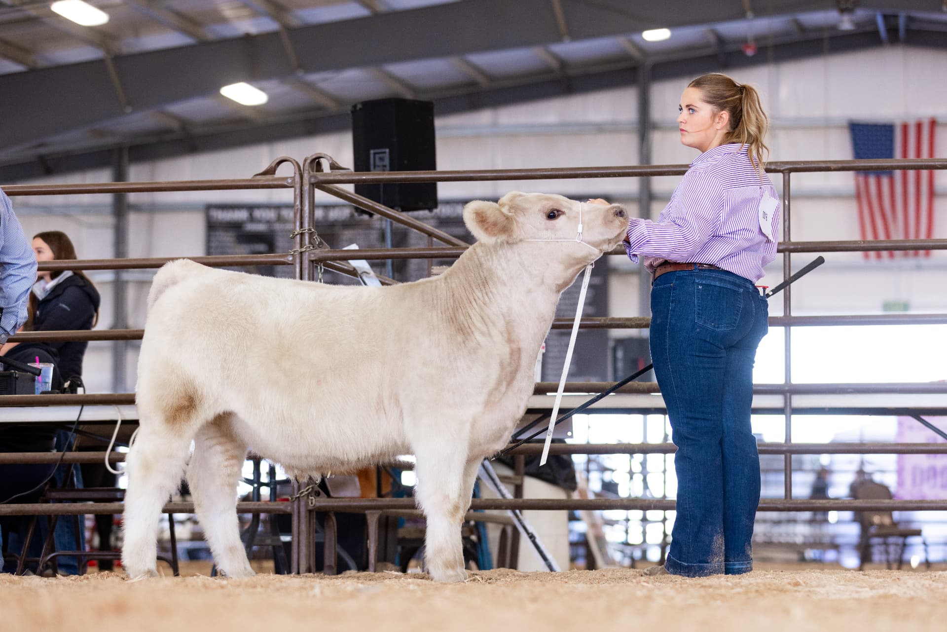 Showman holding a white steer in profile in the show ring