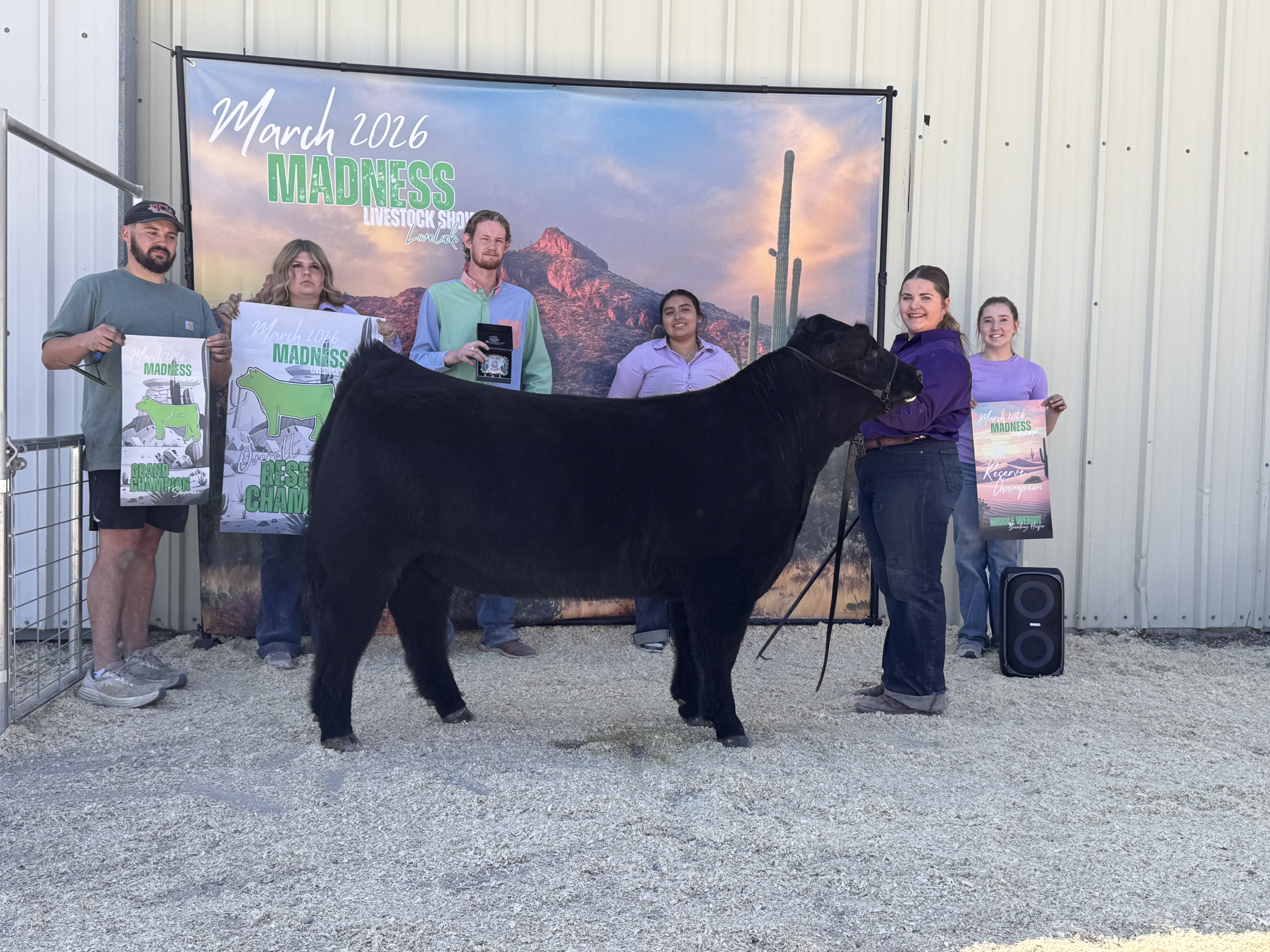 Champion drive banner photo with a black heifer at a jackpot show