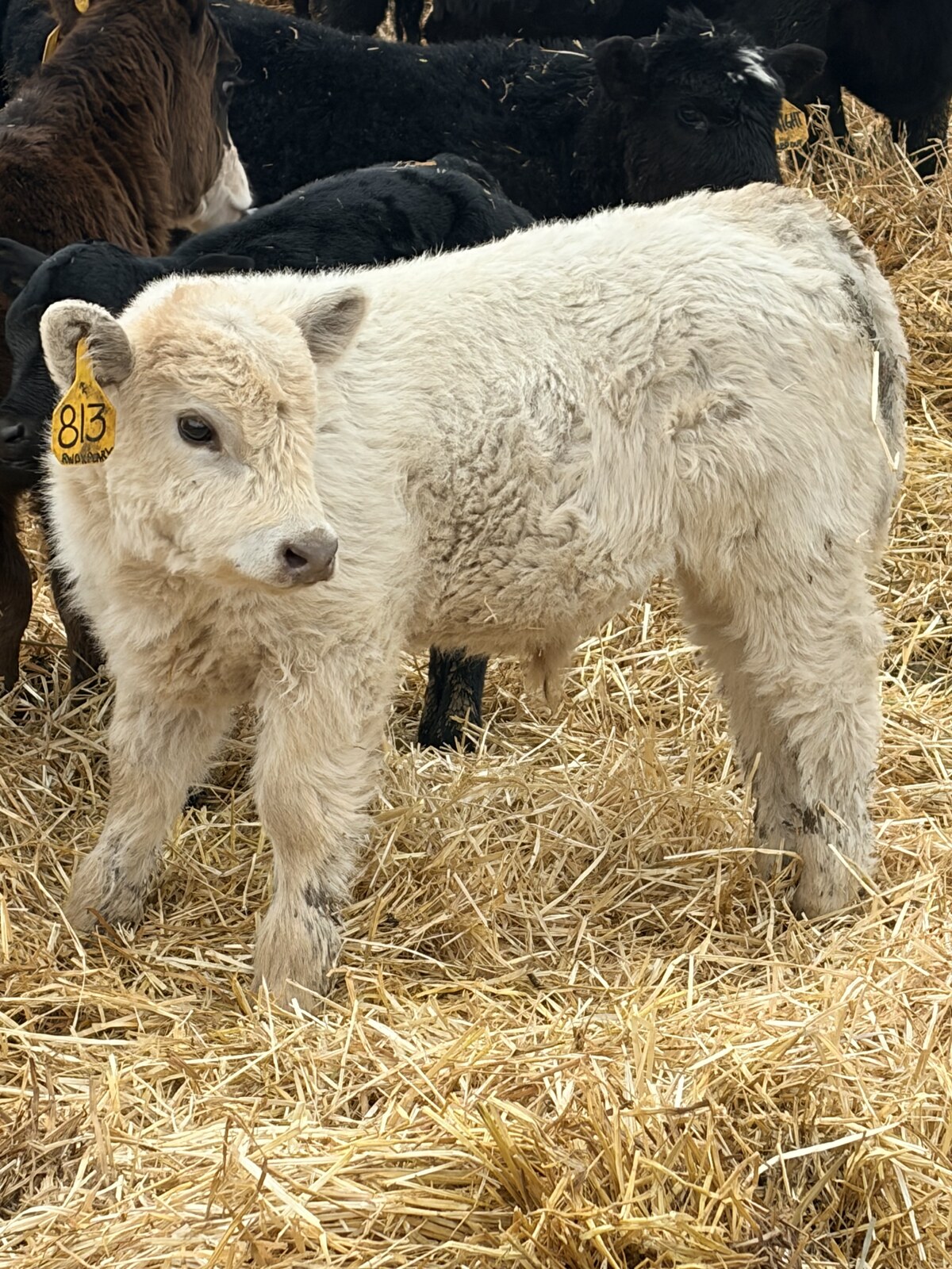 Club calf prospect at RK Livestock (3)