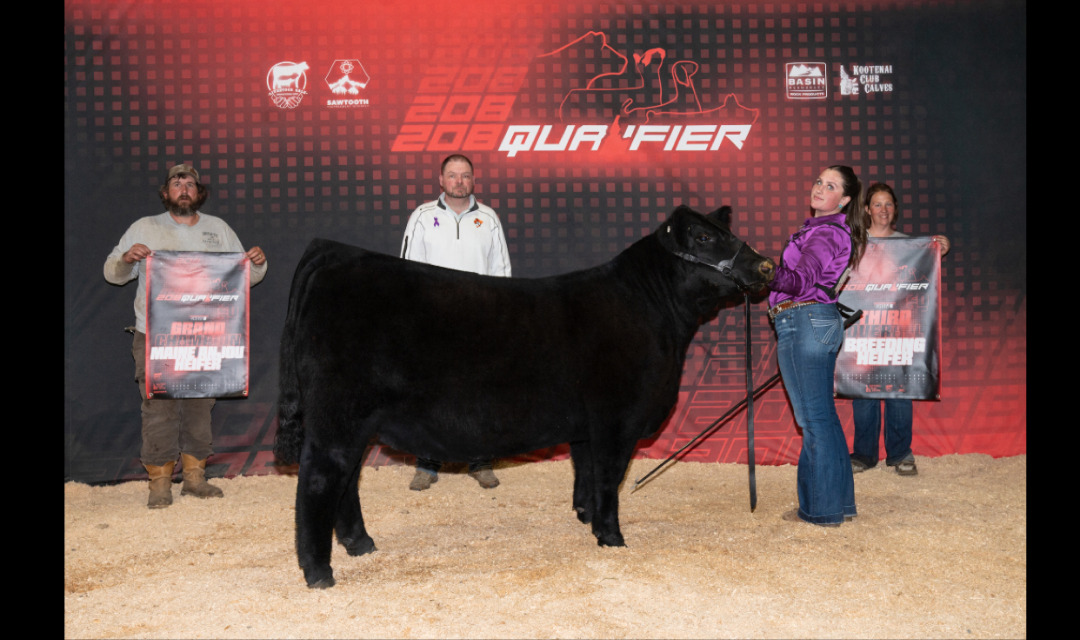 Black heifer presented as Grand Champion Maine-Anjou Heifer and Third Overall Breeding Heifer at the 208 Qualifier