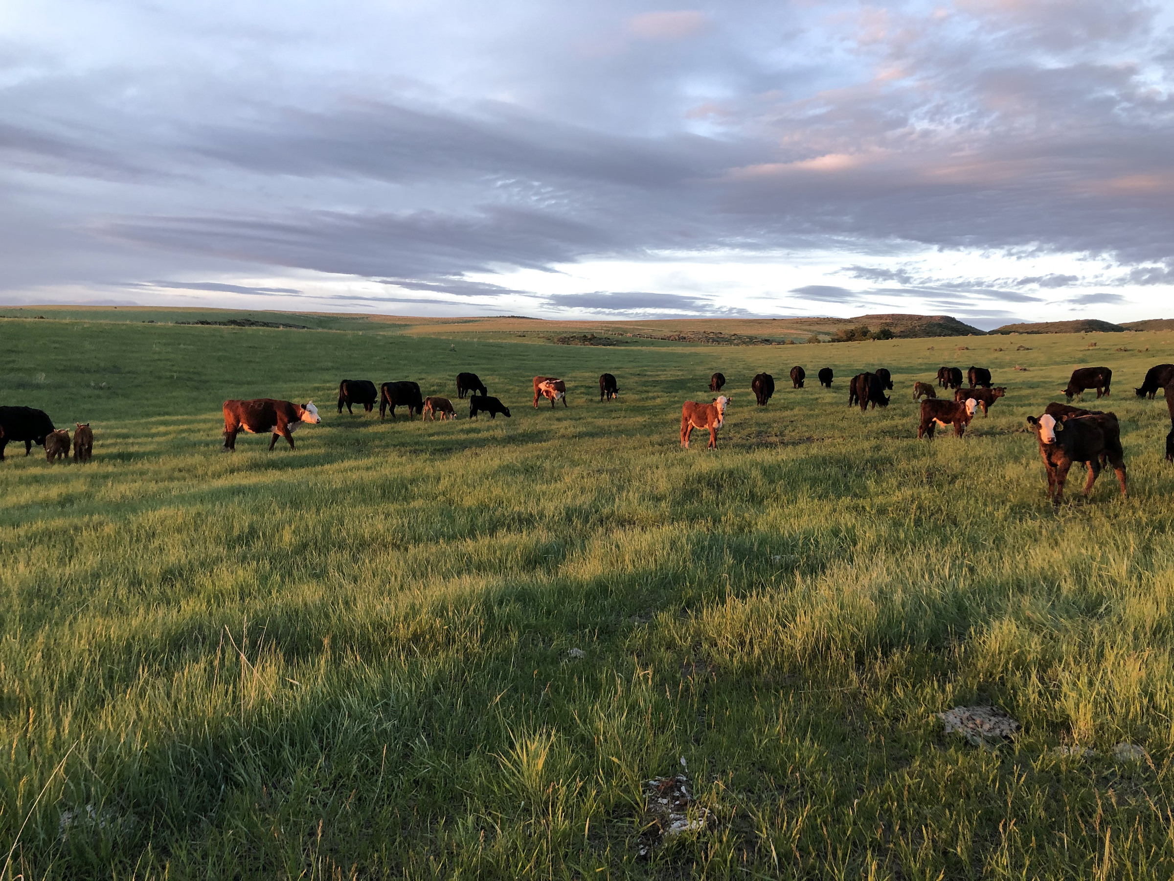 The herd grazing in golden evening light across open pasture