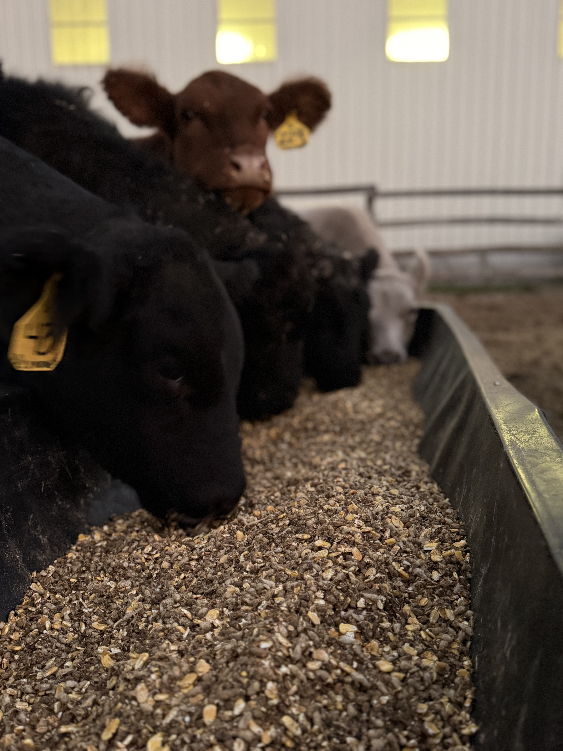 Club calf prospects lined up eating grain from a feed bunk in the barn