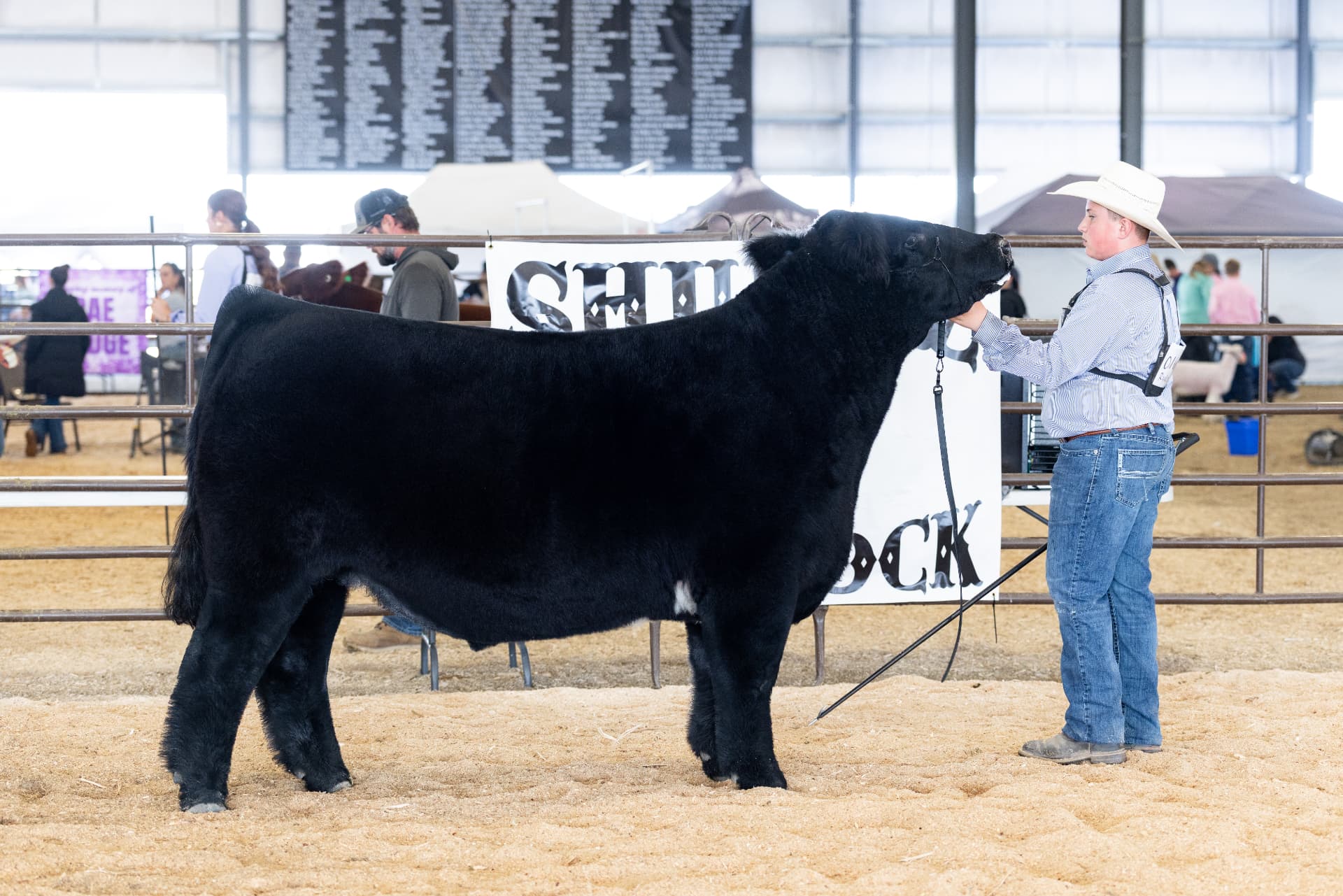 Showman setting up his black steer in profile at the show