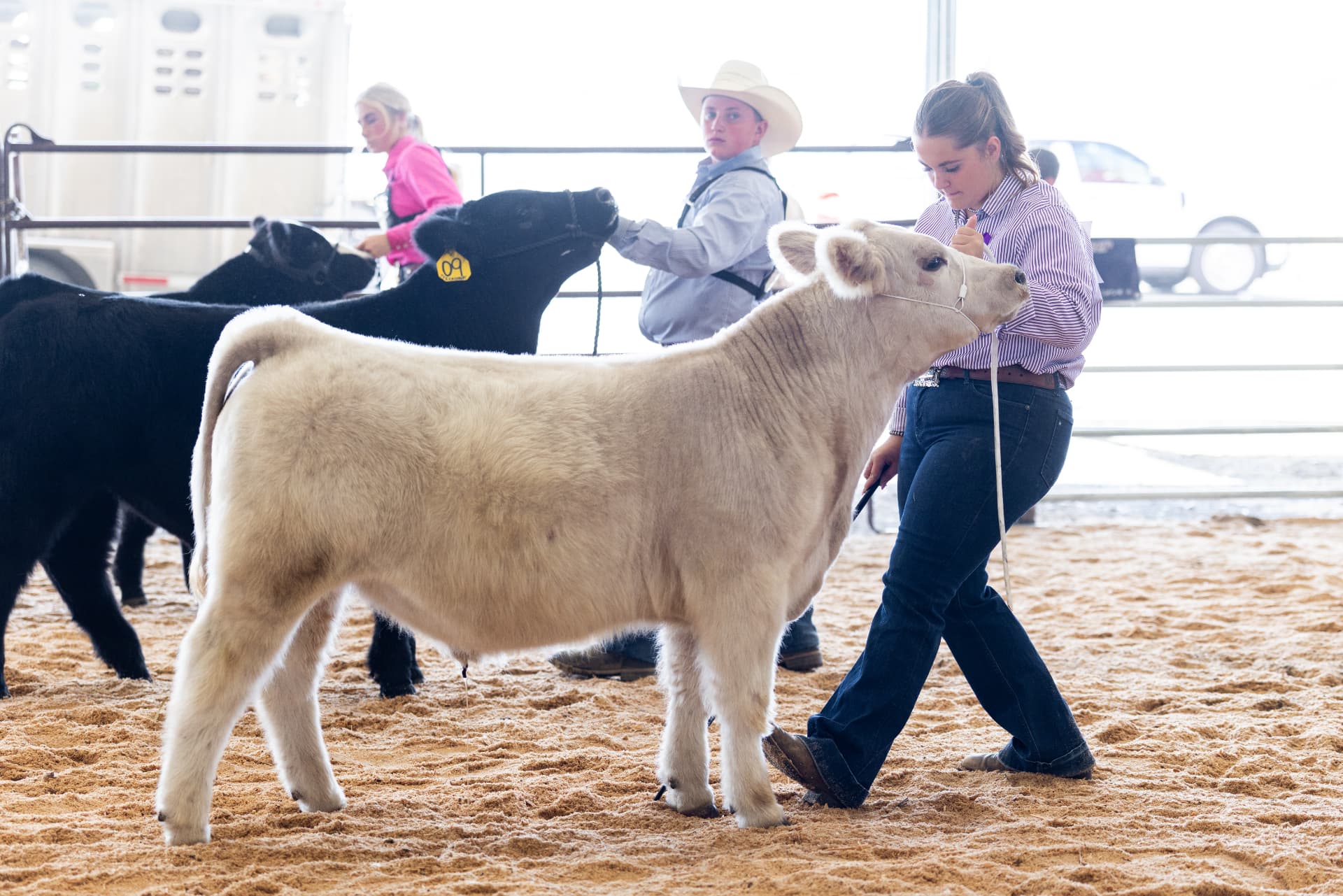 Showman leading her cream-colored heifer prospect in the ring