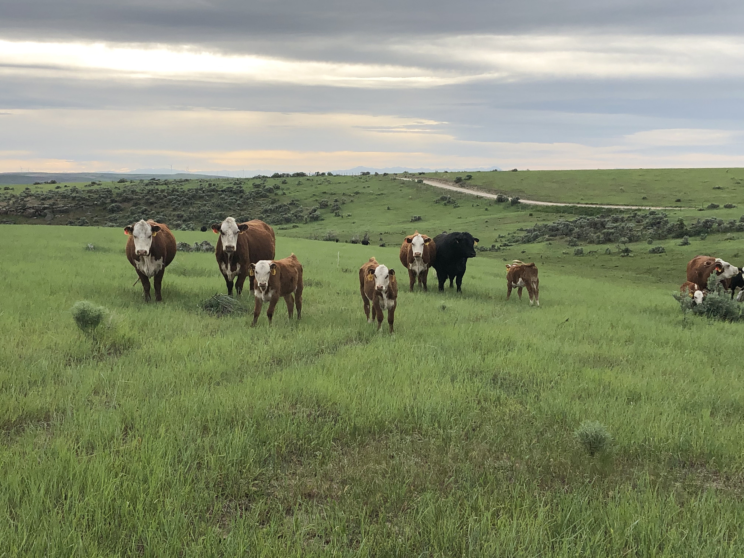 Cows and calves facing the camera in green pasture beneath an evening sky