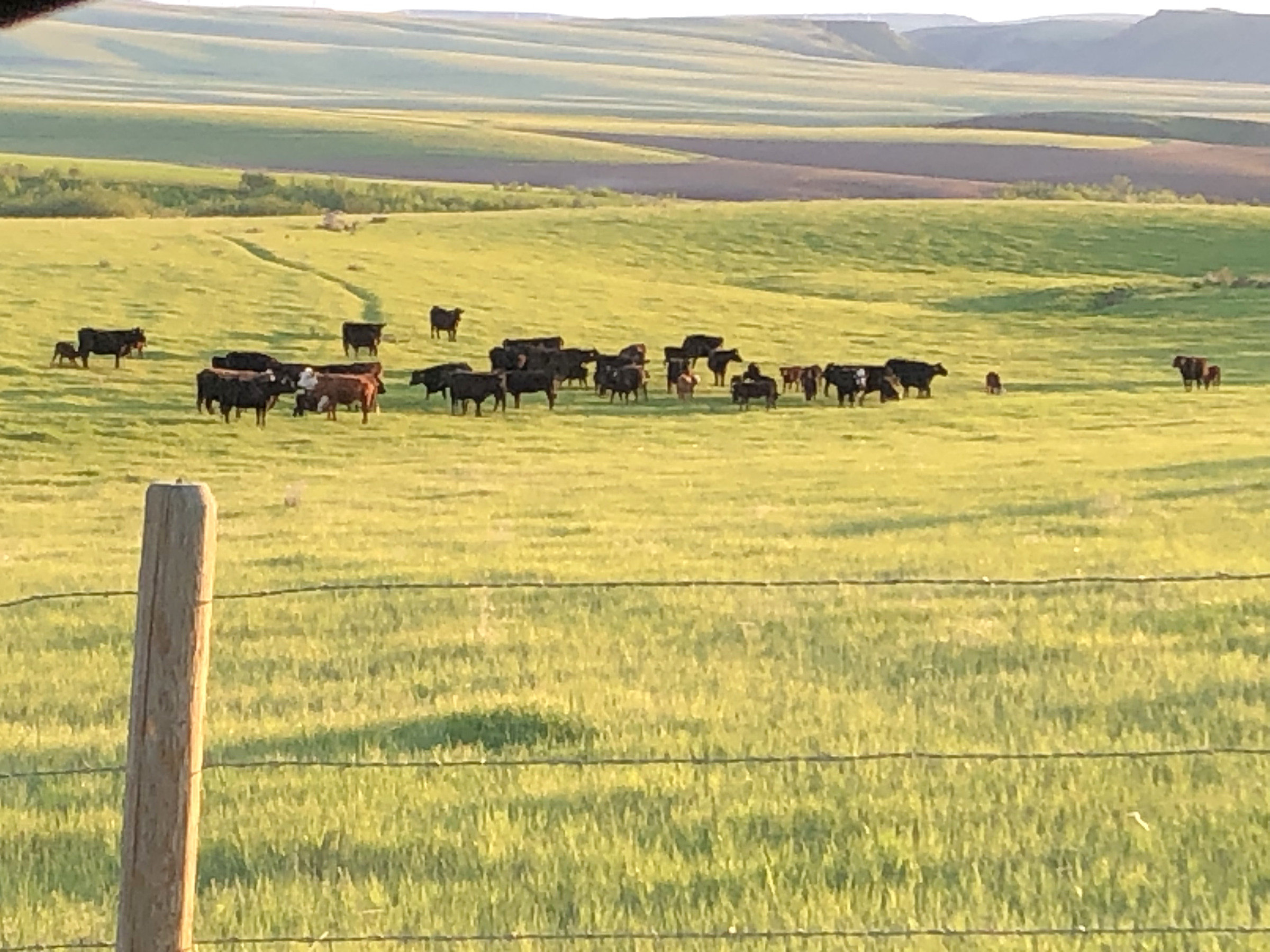 Black cattle grazing beyond a pasture fence in golden sunlight