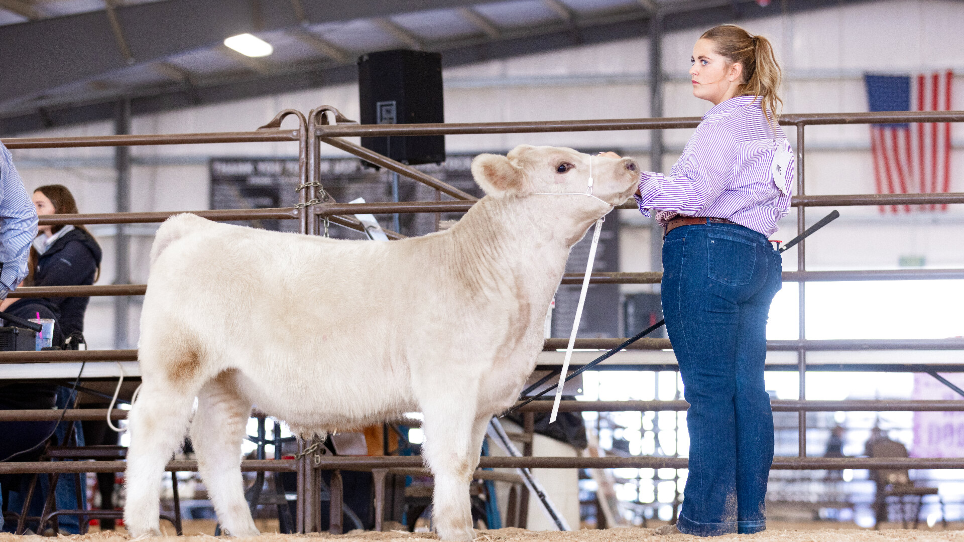 Showman posing a white club calf in profile in the ring