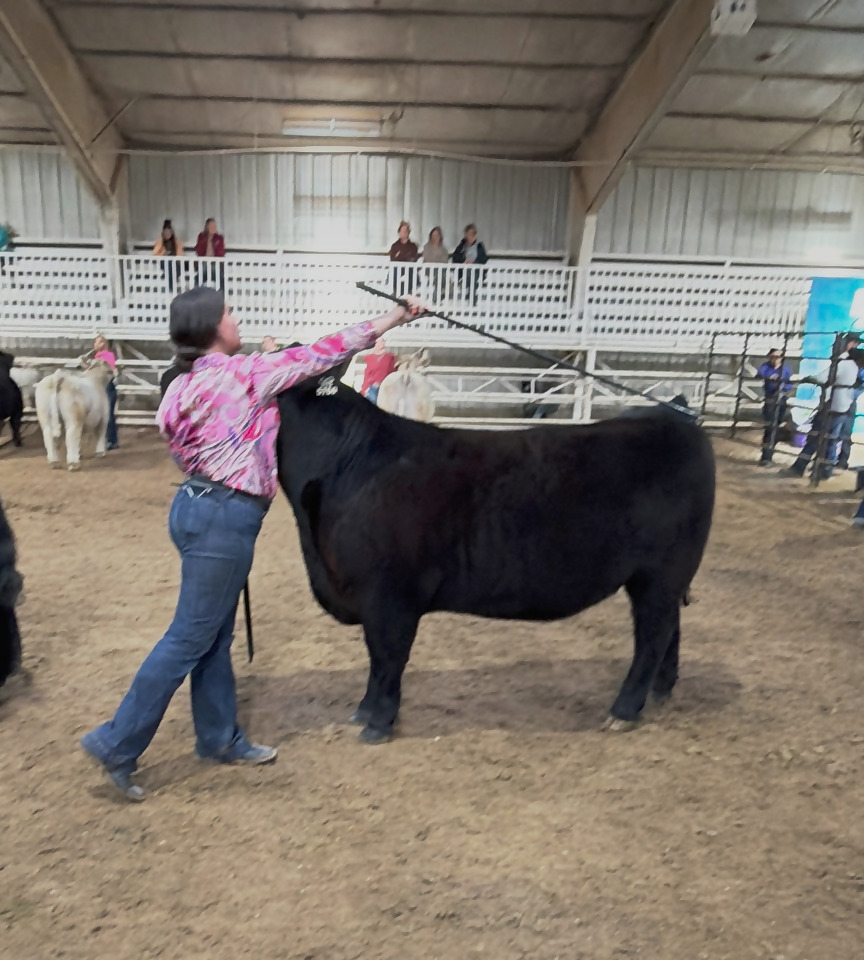 Kadence in a pink patterned show shirt setting up a black steer with a show stick in the indoor arena
