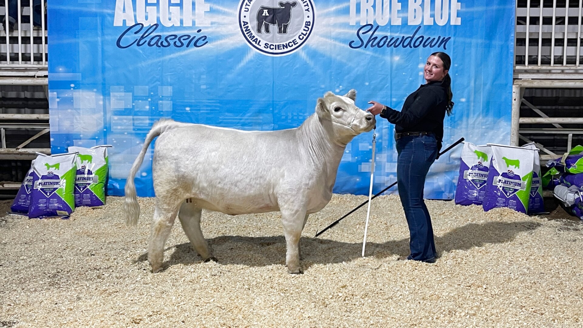 White heifer posed at the Aggie Classic True Blue Showdown