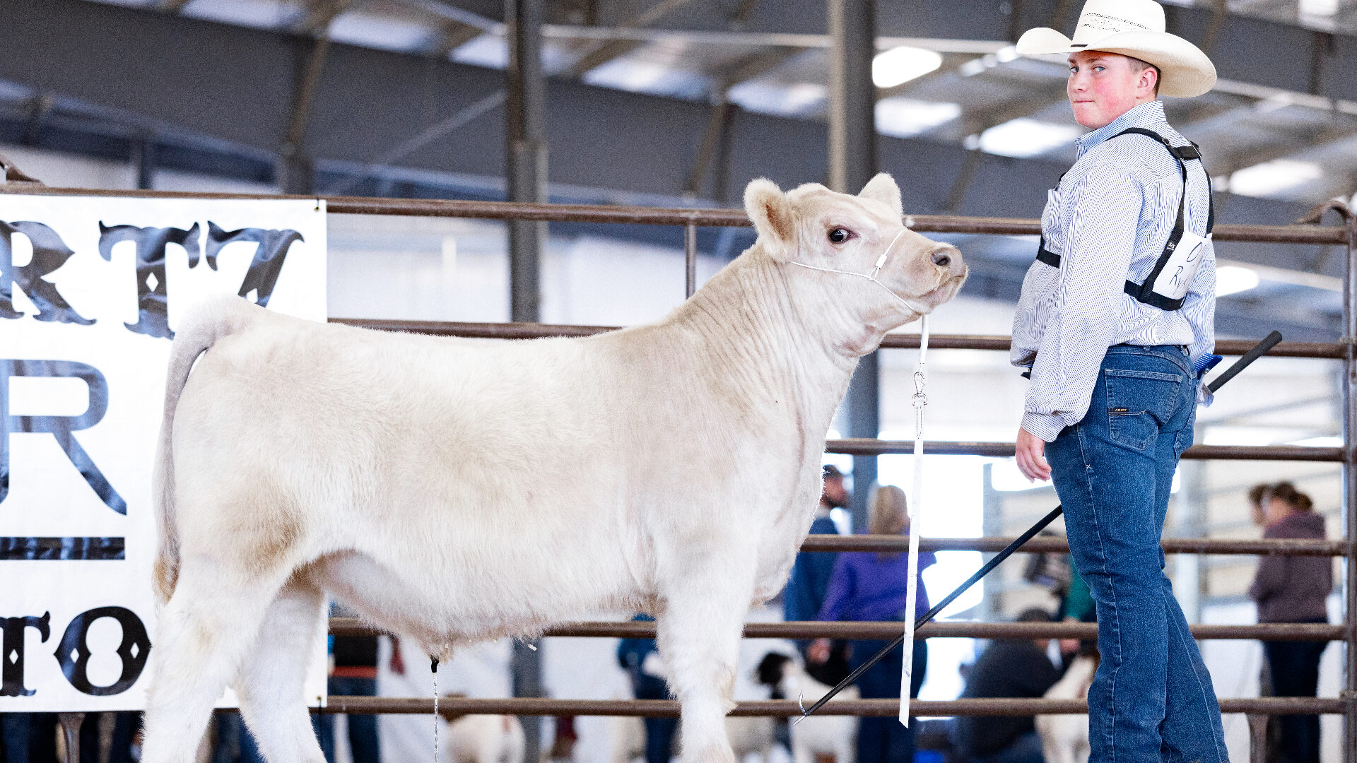 White club calf posed in the show ring with a young showman
