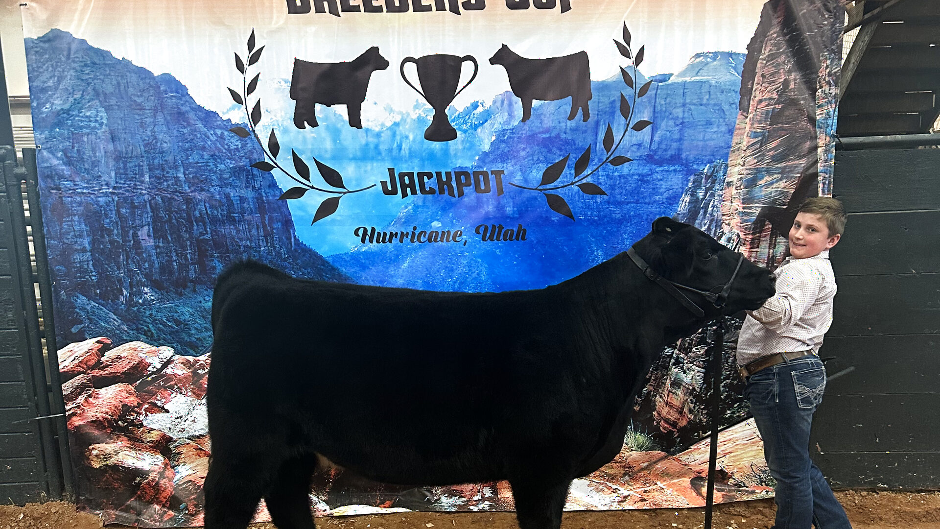 Black heifer at the Breeders Cup Jackpot in Hurricane, Utah