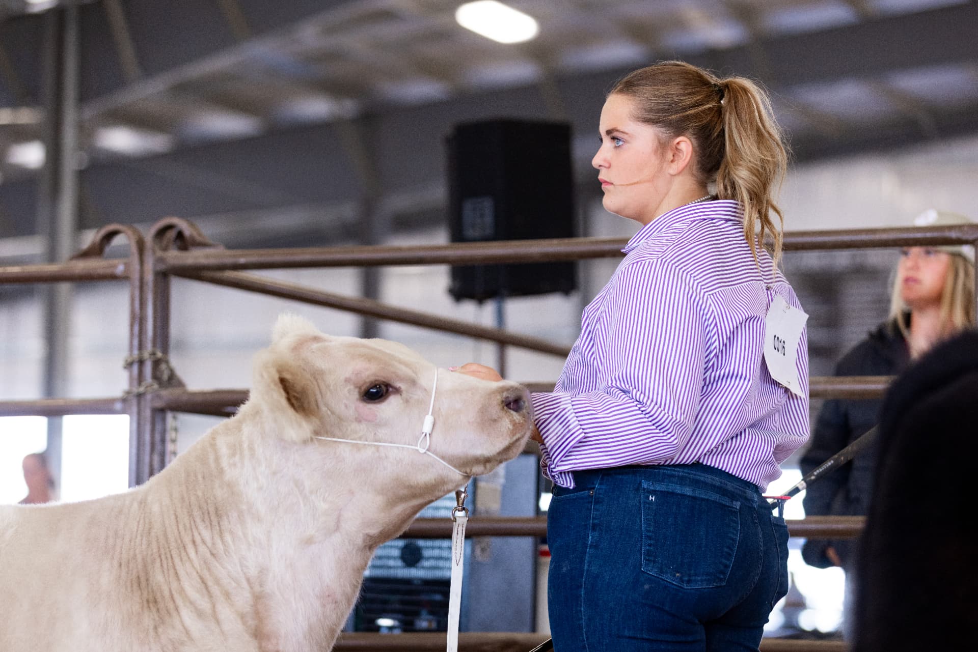 Showman in a purple striped shirt with her white heifer in the show ring